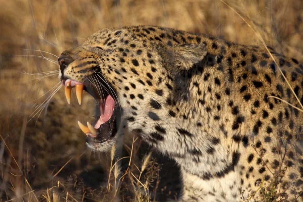 Botswana, Savute Game Reserve Yawning leopard
